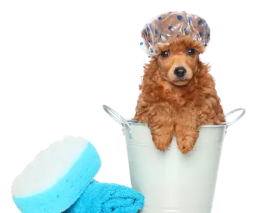 Peluqueria