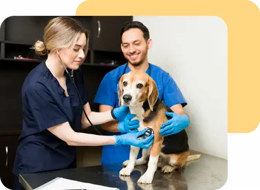 Veterinaria atendiendo a un perro en consulta