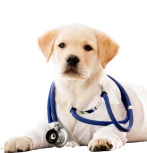 servicio veterinario